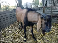 숫염소, Nubian Goat — 사진 1