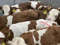 Bovini (lotto, sesso non specificato), Russian Black pied cattle — foto 5