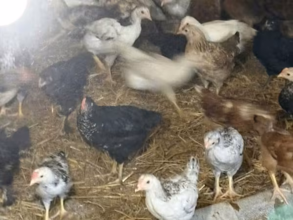 Chickens