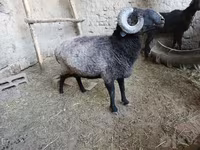 Beran, Blackheaded Persian sheep — foto 2