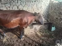 گاو ماده, گاو — عکس 2