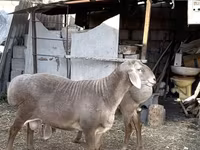 Montone, Pecore — foto 6
