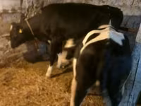 Lembu betina, Russian Black pied cattle — foto 2
