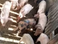 Babi (lot, jantina tidak dinyatakan), Pigs — foto 2