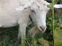 Kambing betina, Saanen goat — foto 3