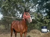 Kuda jantan, Horses — foto 2