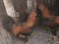 Chickens — foto 1