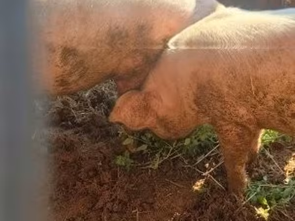 Pigs (batch, sex not specified), Pigs — Hungary