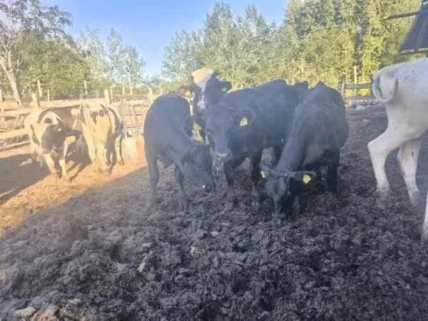 Cow, Aberdeen-Angus — Hungary