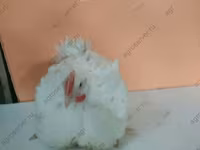 Geese — عکس 5