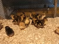 Ducks — 사진 1