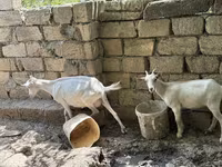 Koza, Saanen goat — fotografija 5