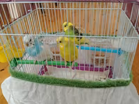 Məhsul: Dalmatian və Avstraliya cinsli dalğalı papuqaylar (budgerigar) — عکس 2