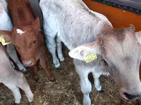 Toro, Simmental cattle — foto 6