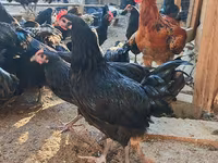 آسترالورپ — عکس 3