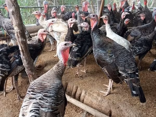 Turkeys