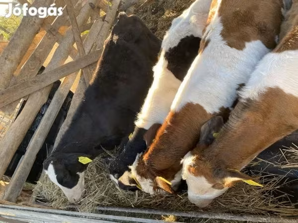 วัวตัวผู้, Simmental cattle