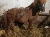 Cavallo, Cavalli — foto 7