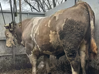 Bou, Bovine — foto 1