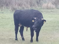 Bull, Simmental cattle — photo 2