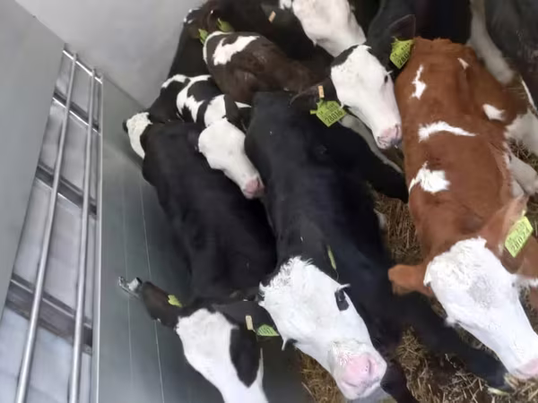ወንድ በሬ, Simmental cattle