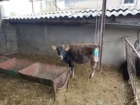Бычок 1 годовалый 80прошу.1 бычок 6месячный 68прошу. 1 бычок 4месячный — foto 5