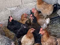 Chickens — عکس 1