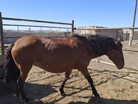 Stute, Horse breed — Foto 2