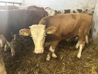 Бұқа, Simmental cattle — 3-сурет