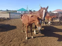 Hingst, Soviet Heavy draft — foto 4