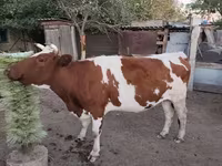 گاو ماده, Simmental cattle — عکس 2