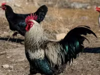 Chickens — تصویر 1