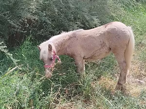 فرس, الخيول