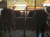 Lembu jantan, Alatau breed — foto 2