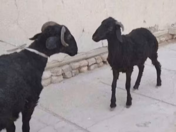 Pecora, Arabi sheep