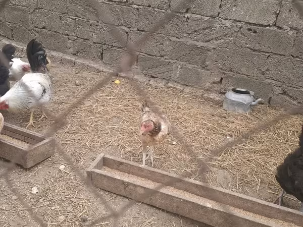 Chickens — Azerbaijan