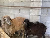 雄羊, Small-tailed Han sheep — 写真 3
