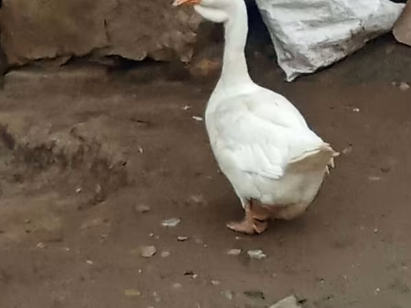Geese — Azerbaijan