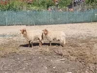 Sheep, Racka sheep — photo 2