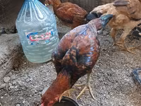 Chickens — 2 зураг