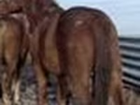 ม้าตัวผู้, Kustanai horse — รูปภาพ 4