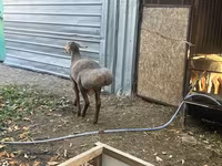 Schaf, Edilbay sheep — Foto 4