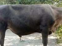 گاو نر, Swiss cattle — عکس 4
