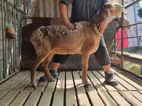 Widder, Arashan sheep — Foto 7