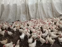 Chickens — fotografija 1