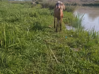 Kambing betina, Kamori goats — foto 5