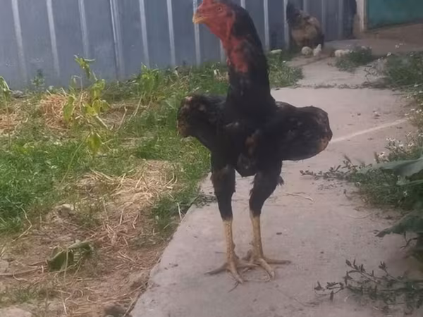 Chickens