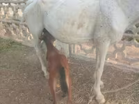 Kuda betina, Horses — foto 4