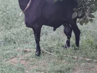 ஆண் ஆடு, ஆடுகள் — புகைப்படம் 7