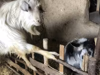 بز ماده, بز — عکس 7